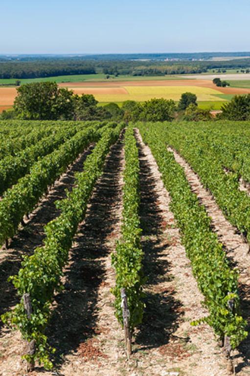 Le vignoble