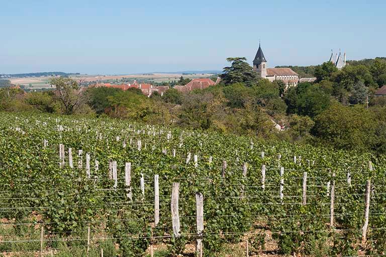 Vignes situées à l'ouest de la commune